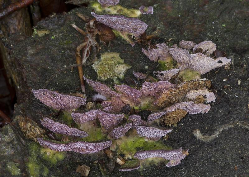 Trichaptum biforme